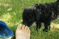 Hugo, a male Miniature Goldendoodle for sale in Farwell, MI – 5 of 5