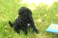 Harley, a male Miniature Goldendoodle for sale in Farwell, MI – 2 of 3
