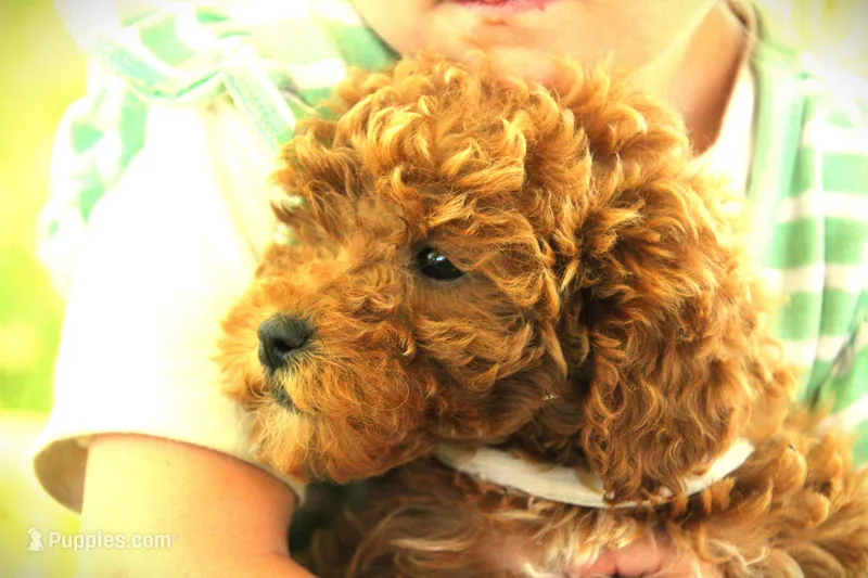Hailey – Miniature Goldendoodle puppy for sale in Farwell, MI