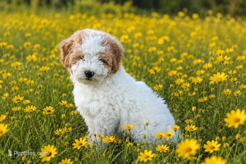 Baxter – Miniature Bernedoodle, Golden Mountain Doodle puppy for sale in Farwell, MI