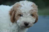 Baxter, a male Miniature Bernedoodle and Golden Mountain Doodle for sale in Farwell, MI – 2 of 3