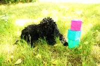 Hudson, a male Miniature Goldendoodle for sale in Farwell, MI – 2 of 3
