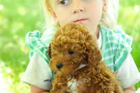 Hailey, a female Miniature Goldendoodle for sale in Farwell, MI – 3 of 4