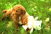 Hailey, a female Miniature Goldendoodle for sale in Farwell, MI – 2 of 4