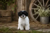 Bridget, a female Miniature Bernedoodle and Golden Mountain Doodle for sale in Farwell, MI – 4 of 5