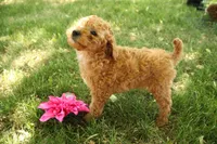 Harper, a female Miniature Goldendoodle for sale in Farwell, MI – 2 of 3