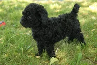 Hugo, a male Miniature Goldendoodle for sale in Farwell, MI – 4 of 5