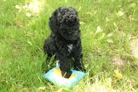 Harley, a male Miniature Goldendoodle for sale in Farwell, MI – 3 of 3