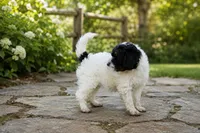 Bridget, a female Miniature Bernedoodle and Golden Mountain Doodle for sale in Farwell, MI – 2 of 5