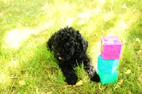 Hudson, a male Miniature Goldendoodle for sale in Farwell, MI – 3 of 3