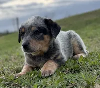 Oakley Female D, a female Australian Cattle Dog for sale in Zolfo Springs, FL – Photo 3 of 3