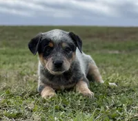 Oakley Female D, a female Australian Cattle Dog for sale in Zolfo Springs, FL – Photo 2 of 3