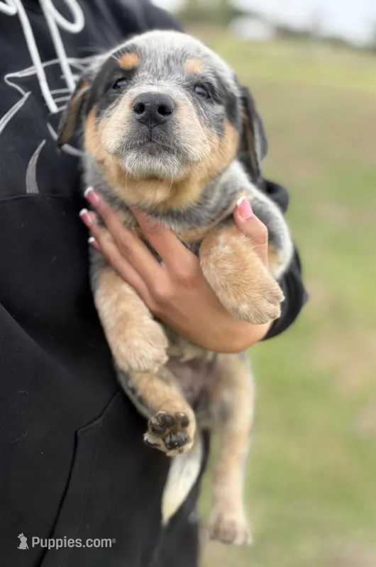 Oakley Female D – Australian Cattle Dog puppy for sale in Zolfo Springs, FL