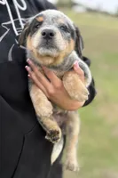 Oakley Female D, a female Australian Cattle Dog for sale in Zolfo Springs, FL – Photo 1 of 3