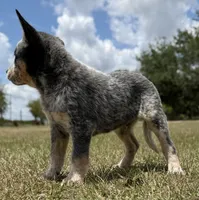 Chica Male 2, a male Australian Cattle Dog for sale in Zolfo Springs, FL – Photo 4 of 4