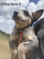 Chica Male 2, a male Australian Cattle Dog for sale in Zolfo Springs, FL – Photo 2 of 4