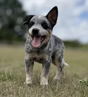 Chica Male 2, a male Australian Cattle Dog for sale in Zolfo Springs, FL – Photo 1 of 4