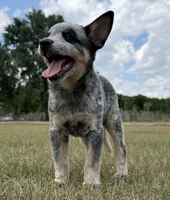 Chica Male 2, a male Australian Cattle Dog for sale in Zolfo Springs, FL – Photo 3 of 4