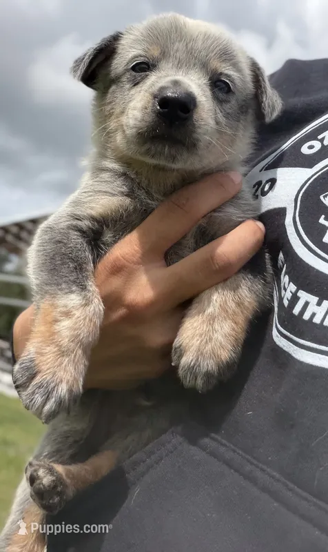 Luma Male 1 – Australian Cattle Dog puppy for sale in Zolfo Springs, FL