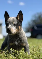 Luma Female 3, a female Australian Cattle Dog for sale in Zolfo Springs, FL – 3 of 4