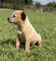 Campana Male A, a male Australian Cattle Dog for sale in Zolfo Springs, FL – 7 of 7