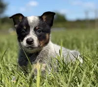 Luna Male 4, a male Australian Cattle Dog for sale in Zolfo Springs, FL – 2 of 4