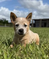 Campana Male A, a male Australian Cattle Dog for sale in Zolfo Springs, FL – 3 of 7
