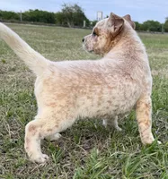 Oakley Female C, a female Australian Cattle Dog for sale in Zolfo Springs, FL – Photo 2 of 3