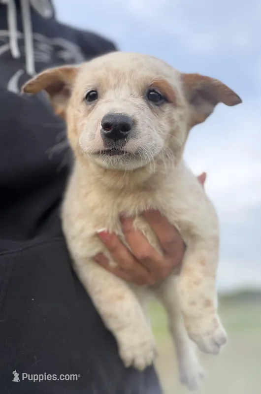 Oakley Female C – Australian Cattle Dog puppy for sale in Zolfo Springs, FL