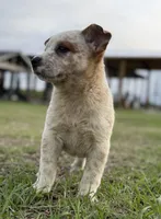 Oakley Female C, a female Australian Cattle Dog for sale in Zolfo Springs, FL – Photo 3 of 3