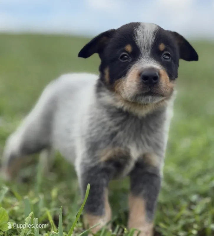 Luma Male 2 – Australian Cattle Dog puppy for sale in Zolfo Springs, FL