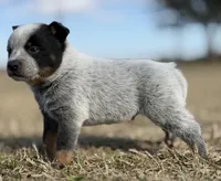 Male A, a male Australian Cattle Dog for sale in Zolfo Springs, FL – Photo 3 of 3