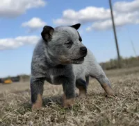 Male A, a male Australian Cattle Dog for sale in Zolfo Springs, FL – Photo 1 of 3