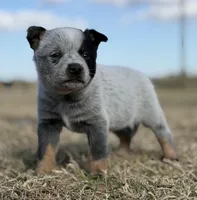 Male A, a male Australian Cattle Dog for sale in Zolfo Springs, FL – Photo 2 of 3