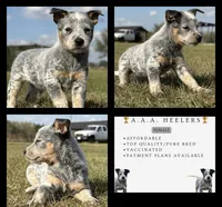 Female E, a female Australian Cattle Dog for sale in Zolfo Springs, FL – Photo 3 of 4