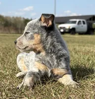 Female E, a female Australian Cattle Dog for sale in Zolfo Springs, FL – Photo 4 of 4