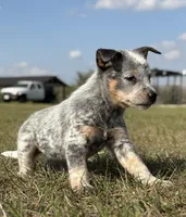 Female E, a female Australian Cattle Dog for sale in Zolfo Springs, FL – Photo 2 of 4