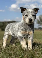 Female E, a female Australian Cattle Dog for sale in Zolfo Springs, FL – Photo 1 of 4