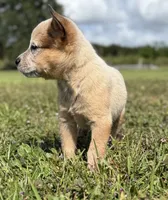 Campana Female A, a female Australian Cattle Dog for sale in Zolfo Springs, FL – 2 of 6