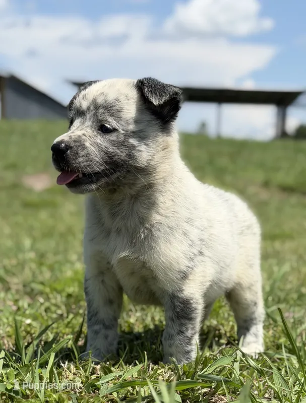 Belle Female A – Australian Cattle Dog puppy for sale in Zolfo Springs, FL