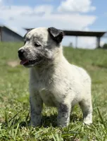 Belle Female A, a female Australian Cattle Dog for sale in Zolfo Springs, FL – 1 of 4
