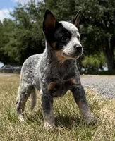 Chica Male 1, a male Australian Cattle Dog for sale in Zolfo Springs, FL – Photo 2 of 4