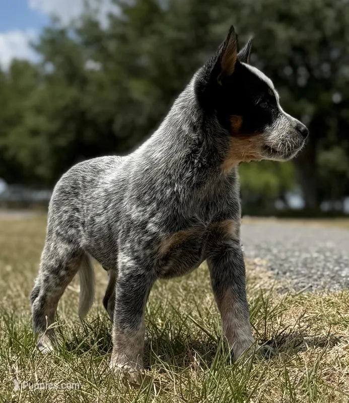 Chica Male 1 – Australian Cattle Dog puppy for sale in Zolfo Springs, FL