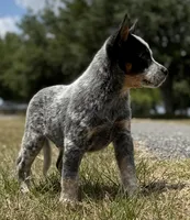 Chica Male 1, a male Australian Cattle Dog for sale in Zolfo Springs, FL – Photo 1 of 4