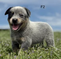 Luma Female 2, a female Australian Cattle Dog for sale in Zolfo Springs, FL – 1 of 3