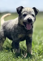 Belle Male A, a male Australian Cattle Dog for sale in Zolfo Springs, FL – 3 of 3