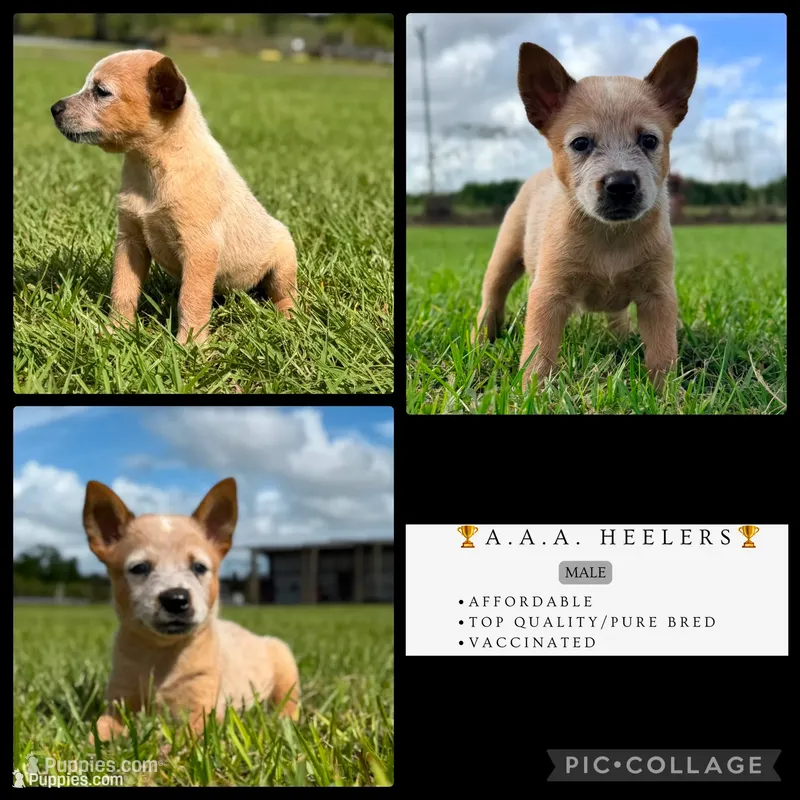 Campana Male A, a male Australian Cattle Dog for sale in Zolfo Springs, FL – 1 of 7