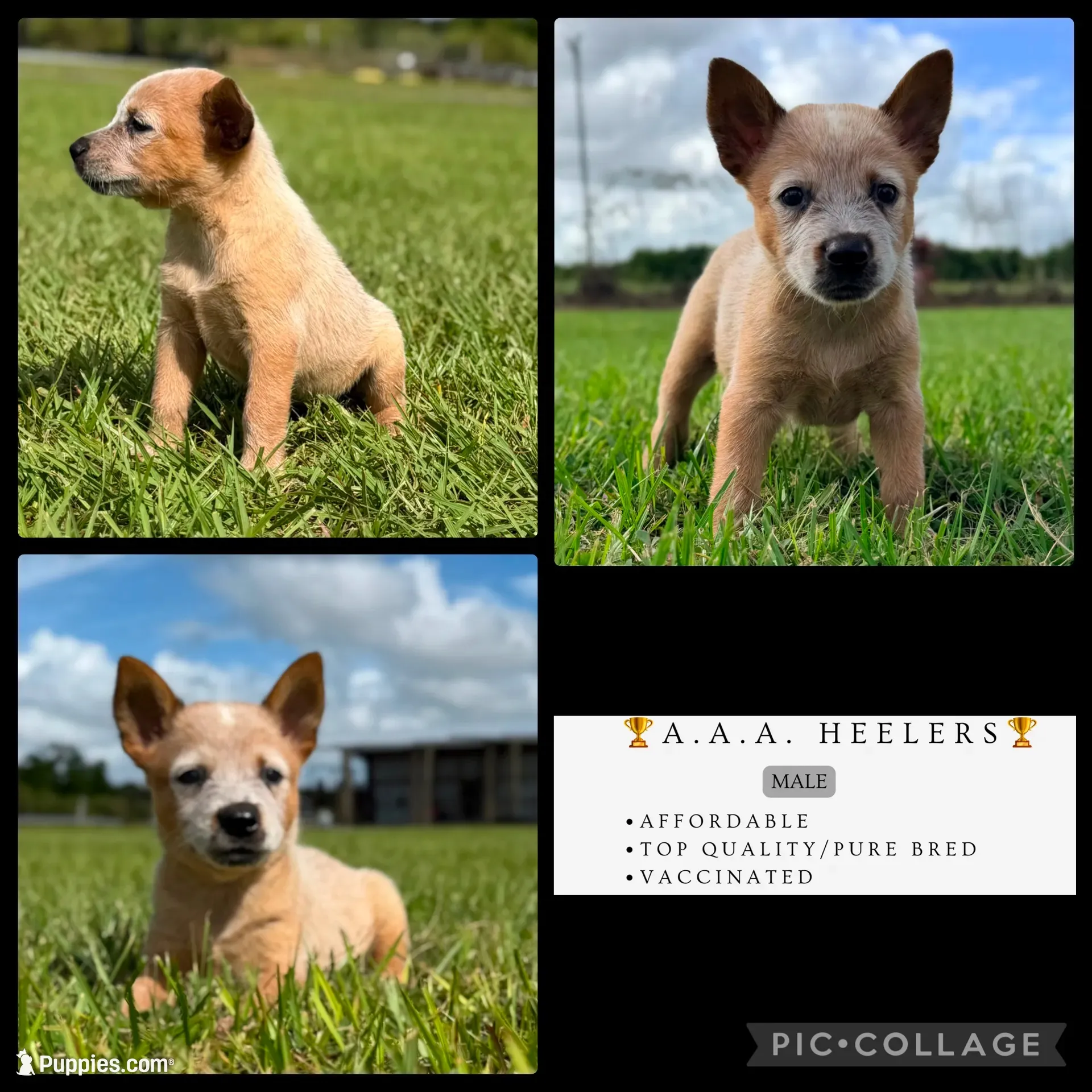 Campana Male A, a male Australian Cattle Dog for sale in Zolfo Springs, FL – 1 of 7