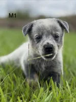 Luma Male 1, a male Australian Cattle Dog for sale in Zolfo Springs, FL – 3 of 3
