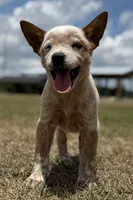 Chica Male 3, a male Australian Cattle Dog for sale in Zolfo Springs, FL – Photo 2 of 3